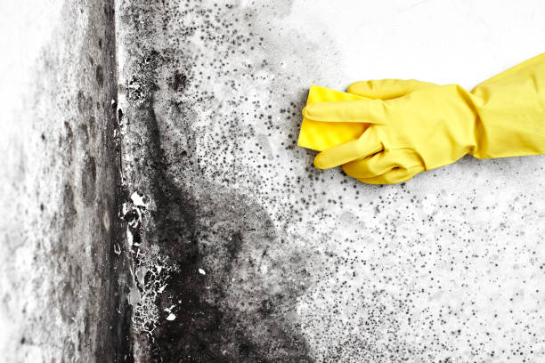 Why You Should Choose Our Mold Remediation Services in La Paloma, TX